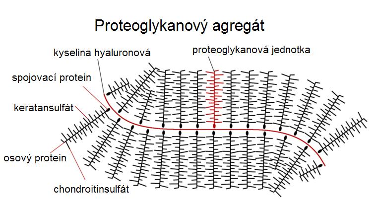 sulfátové skupiny, které jsou vázány vždy v amino složce meru. Jednotlivé mery GAG jsou vázány různými typy glykosidických vazeb.