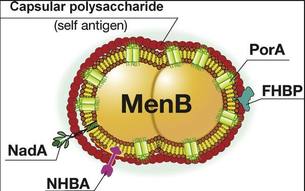 Vakcinace proti meningokokům skupiny B Bexsero (Novartis) - schválena 2013 - obsahuje antigeny NHBA, NadA, fhbp a PorA P1.4 bakterie Neisseria meningitidis - produkce v E.