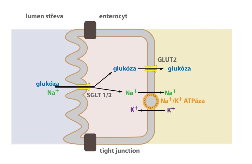 Transport glukosy přes buněčnou membránu Glukosové transportéry