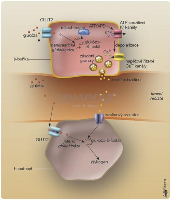 Transport glukosy přes buněčnou membránu Glukosové transportéry (transmembránové proteiny, 500 AMK) GLUT 1 a 3 udržení bazálního vychytávání glukózy tkáněmi, jejichž metabolismus je na glukose
