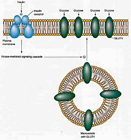 Transport glukosy přes buněčnou membránu Glukosové transportéry (transmembránové proteiny, 500 AMK). GLUT 4 v tzv.