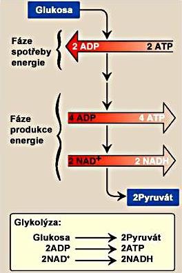 Glykolýza (Embden-Meyerhof-Parnasova dráha) Energetická bilance