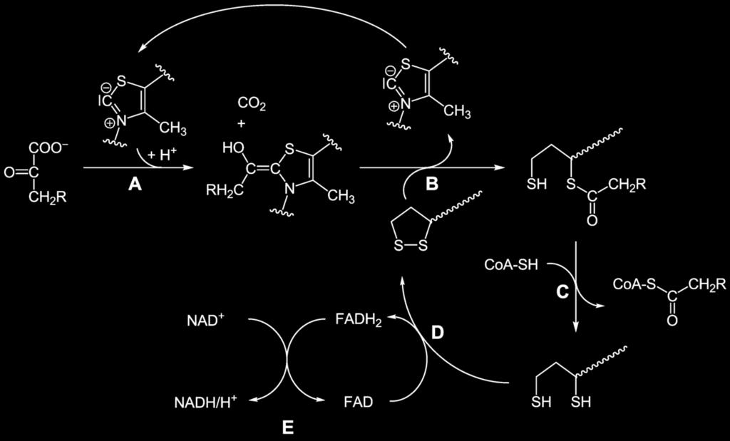 Metabolické osudy pyruvátu - produkt glykolýzy Aerobní podmínky