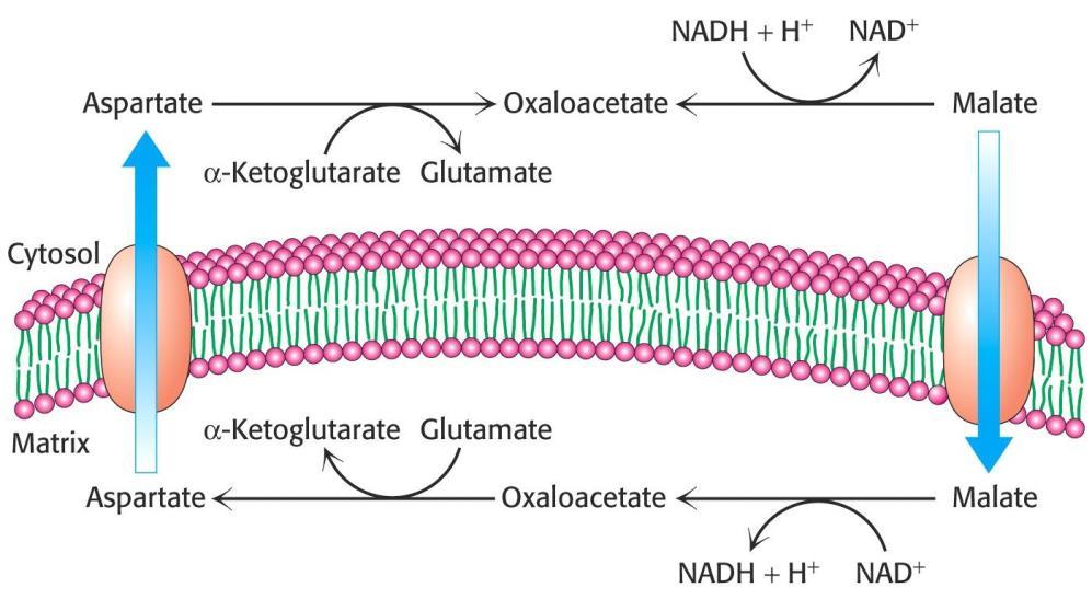 Metabolické osudy NADH - produkt glykolýzy NADH nemůže jednoduše přestoupit do matrix mitochondrie