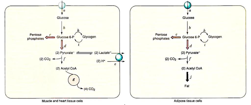 Přeměna glukosy v jednotlivých tkáních Buňka sval, srdce GLUT4 (stimulace inzulínem) glykolýza tvorba pyruvátu TCA ATP (laktát anaerobní podmínky) biosyntéza/degradace glykogenu pentosafosfátová