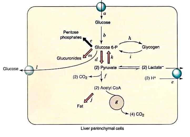 Přeměna glukosy v jednotlivých tkáních Buňka játra GLUT2 (nezávislý na inzulínu) biosyntéza/degradace glykogenu pentosafosfátová dráha NADPH syntéza např.