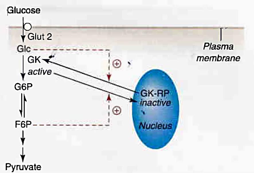 Glukokinasa (GK) Regulace glykolýzy GK s inhibičním proteinem RP neaktivní forma v jádře uvolnění GK je