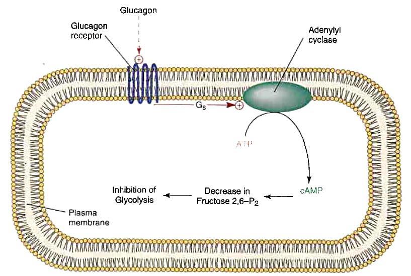 Regulace glykolýzy glukagon v krvi se váže na receptor v