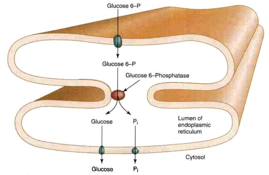 Glukoneogeneze Bypass 3