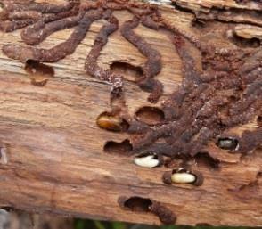 Komplexné poznávanie Tatier na slovenskej a poľskej strane fauna, flóra, geologická stavba, história Prednáška pracovníka