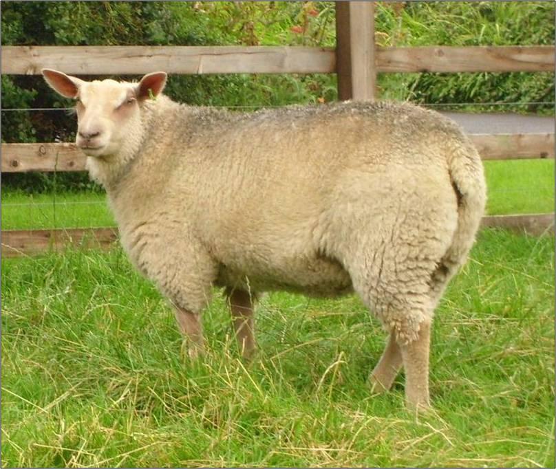 Charolais