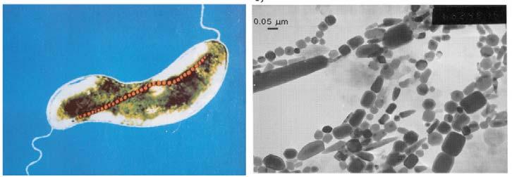 Biogenní magnetit Magnetotaktické