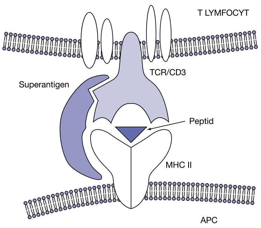 Látky nespecificky stimulující proliferaci lymfocytů mitogeny rostlinné lektiny (vazba na sacharidy) ConA, PHA (T