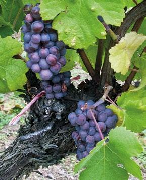 Sauvignon Rulandské šedé Veltlínské zelené 15,7 % Müller Thurgau Ryzlink rýnský Chardonnay 12,4 % 10,3 % Červená vína: Frankovka Svatovavřinecké Rulandské modré Modrý Portugal Zweigeltrebe Cabernet