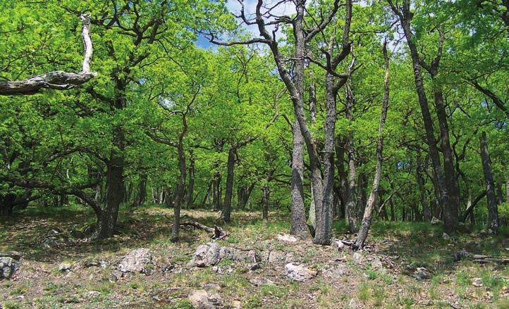 Už teď je ale vidět, že cílené vytváření raně sukcesních stadií v lesích znamená pro ochranu biodiverzity jednoznačný přínos. Samozřejmě však není možné ani žádoucí vykácet příliš velké plochy.