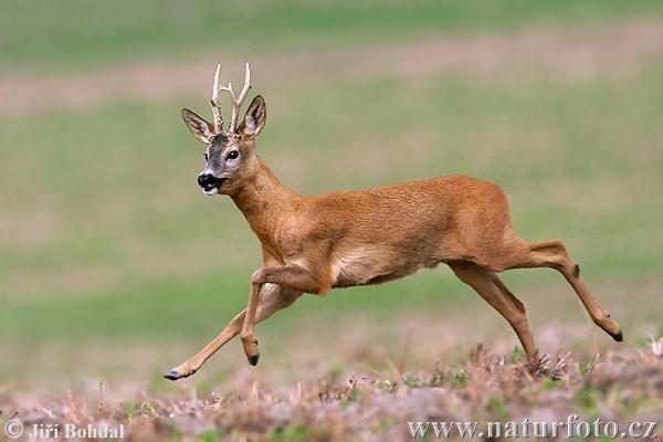 Holocénní rozšíření vybraných druhů živočichů ve (střední) Evropě srnec obecný (Capreolus capreolus) - v glaciálu výskyt zasahoval do střední Evropy