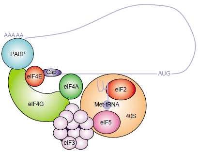 vázán eif4g tvořící tzv. lešení (scaffold) mezi eif4e a dalšími proteiny. Pro iniciaci translace je také vyžadována vazba eif4g na PABP (polya binding protein), který je vázán na polya úsek.