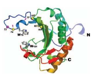3.4.3 Molekulární mechanismus rezistence k PSbMV Rostlinné viry vyžadují pro plný průběh svého infekčního cyklu spolupráci buněčných komponent hostitelské rostliny.