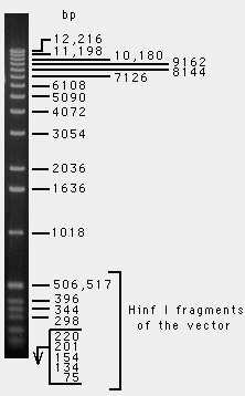 A B Obr. 6 Použité velikostní markery. A - Quick load 100bp DNA ladder(new England Biolabs) -velikostní a hmotnostní marker B - 1kb DNA ladder - pouze velikostní marker 4.2.