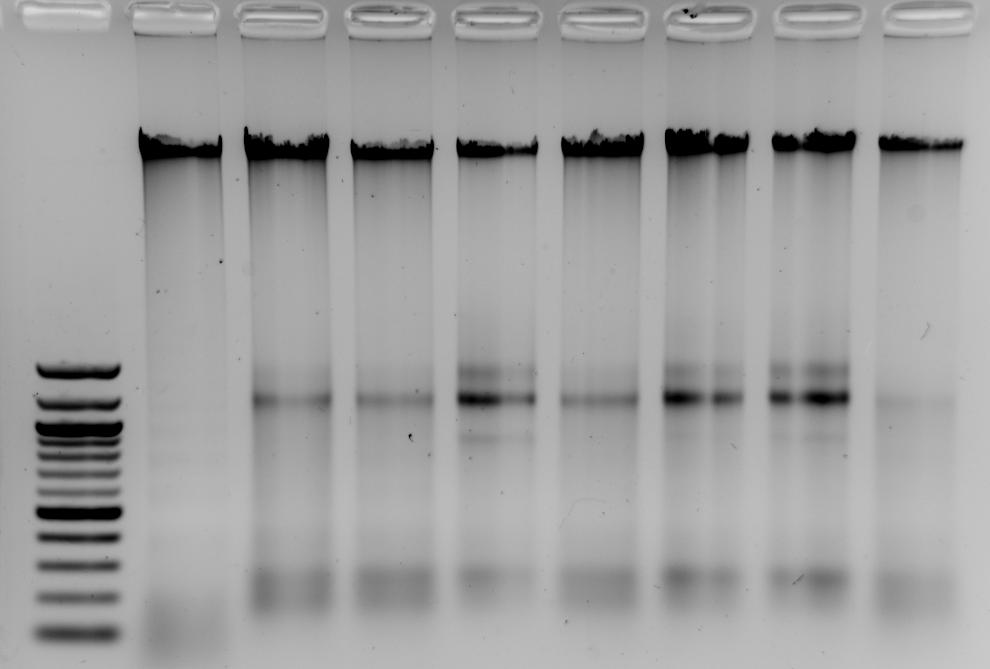 5 VÝSLEDKY 5.1 Izolace genomové DNA Na agarózový gel bylo naneseno 5 µl izolované DNA.