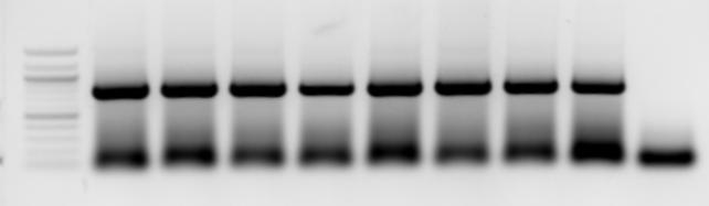5.2 PCR Amplifikace fragmentů eif4e(iso) Na gel bylo naneseno 25 µl PCR reakce. Amplifikací části eif4e(iso) 1/2 byl získán fragment o délce cca 800bp.