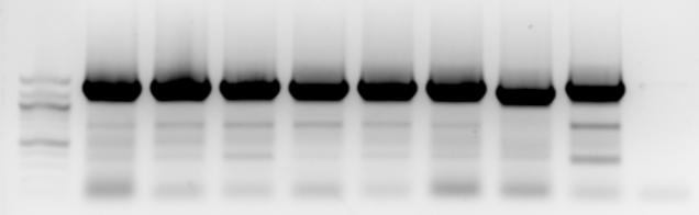 1 2 3 4 5 6 7 8 9 10 Obr. 11 PCR amplifikace fragmentů eif4e(iso) 2/2.