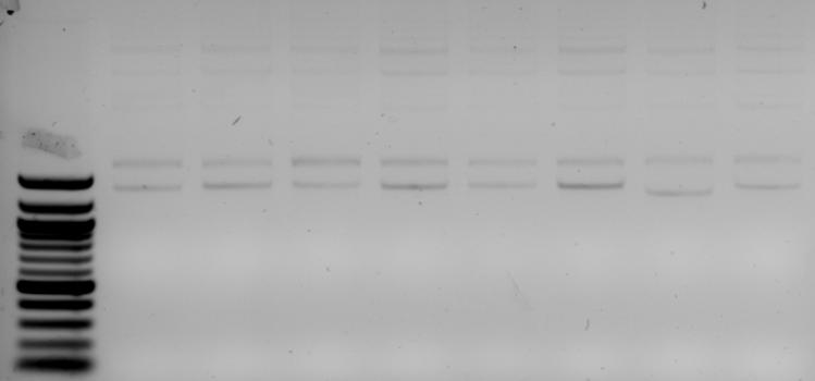 5.4 Klonování PCR produktů Měření účinnosti ligace pomocí separace ligační reakce na agarózovém gelu není příliš přesné, protože je složité rozlišit délkové rozdíly mezi prázdným vektorem a vektorem