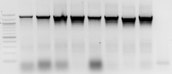 Krátké klonované inzerty mohly vniknout nalámáním DNA při manipulaci v UV transiluminátoru. 1 2 3 4 5 6 7 8 9 10 11 12 13 14 15 16 17 18 19 20 21 22 23 24 25 26 27 28 29 30 31 32 33 Obr.