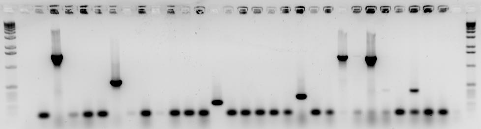 Jamky: 1 a 32-1kb DNA Ladder(Invitrogen), 2-6 Kolonie ATFC 6927-2(S), 7-11 ATFC 7173-4(S), 12-16 ATFC 6927-1(R), 17-21 ATFC 7173-1(R), 22-26 PI 347494, 27-31 PI 347484, 32 negativní kontrola.