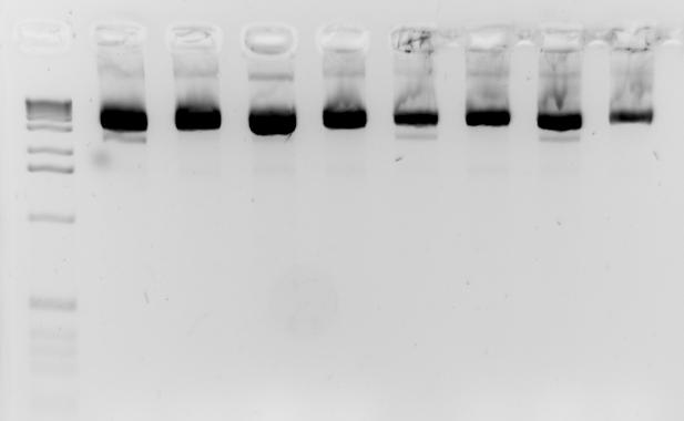 5.5 Izolace plazmidů Po ověření pravosti inzertu byly po kultivaci přes noc v tekutém selekčním médiu s ampicilinem izolovány plazmidy pro sekvenaci. Na 1,5% gel bylo naneseno 5 z celkových 40µl (Obr.