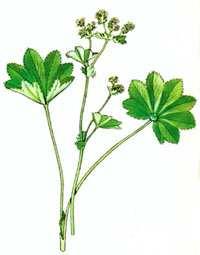 Alchemilka obyčajná (Alchemilka xanthochlora ) Výskyt : rastie zväčšia na vlhkých lúkach a pasienkoch, popri potokoch od nížin až po horské oblasti. Kvitne : od mája do septembra.