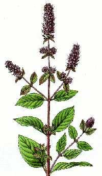 Mäta pieporná ( Mentha piperita ) Výskyt : pestovaná. Kvitne : od júla do septembra. Zber : zbierame vňať skôr ako začína kvitnúť. Sušíme pri teplote 35 stupňov.