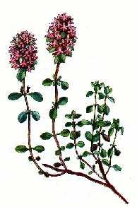 Materina dúška ( Thymus serpyllum ) Výskyt : rastie na suchých a slnečných miestach, najmä na lúkach, stráňach a kopcoch. Kvitne : od apríla do septembra.