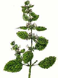 Medovka lekárska ( Melissa officinalis ) Výskyt : pestovaná. Kvitne : od júna do augusta. Zber : zbierame listy alebo vňať ešte skôr ako rastlina kvitne, viac krát do roka.