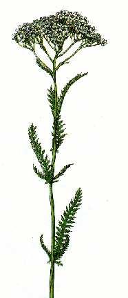 Myší chvost ( rebríček) ( Achillea millefolium ) Výskyt : rastie na suchých lúkach, lesných poľanách, popri cestách. Kvitne : od júna do novembra.