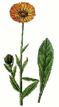 Nechtík lekársky ( calendula officianalis ) Výskyt : pestuje sa. Kvitne : od apríla do septembra. Zber : zbierame celé plnokveté úbory, alebo len lupienky.