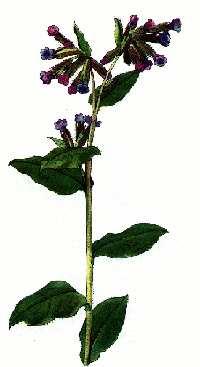 Pľúcnik lekársky ( Pulmonaria officinalis ) Výskyt : rastie v lesoch a húštinách na zatienených a vlhkých miestach. Obľubuje vápenitú pôdu. Kvitne : od marca do mája.