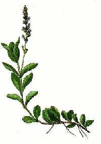 Veronika lekárska ( Veronica officinalis ) Výskyt : rastie v hornatých krajoch na výslní lesov, na trávnatých stráňach, suchých lúkach, medzi krovím a pod. Kvitne : od júna do augusta.