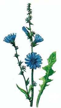 Čakanka obyčajná (Cichorium intybus) Výskyt : rastie pri cestách, na medziach, lúkach, pasienkoch, násypoch a pod. Kvitne : od júla do septembra.