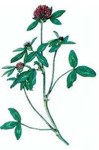 Ďatelina lúčna (Trifolium pratense) Výskyt : Rastie na lúkach a lesných svetlinách. Kvitne : od mája do októbra.
