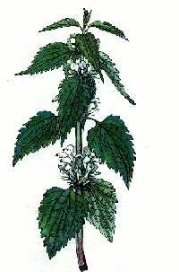 Hluchavka biela ( Lamium album ) Výskyt : pri cestách, múroch a plotoch. Kvitne : od mája do septembra. Zber : zbierame kvitnúcu vňať alebo len biele kvety korunky bez kalichov.
