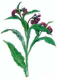 Kostihoj lekársky ( Symphytum officinale ) Výskyt : rastie na vlhkých miestach, najmä na lúkach a poliach, pri cestách a plotoch, medzi krovím a na brehoch riek. Kvitne : od mája do augusta.