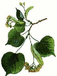 Lipa malolistá ( Tilia cordata ) Výskyt : rastie v lesoch a hájoch, pri domoch a v alejach. Kvitne : od júna do júla. Zber : zbierame kvet, na začiatku kvitnutia, nie neskôr, keď kvety odkvitajú.