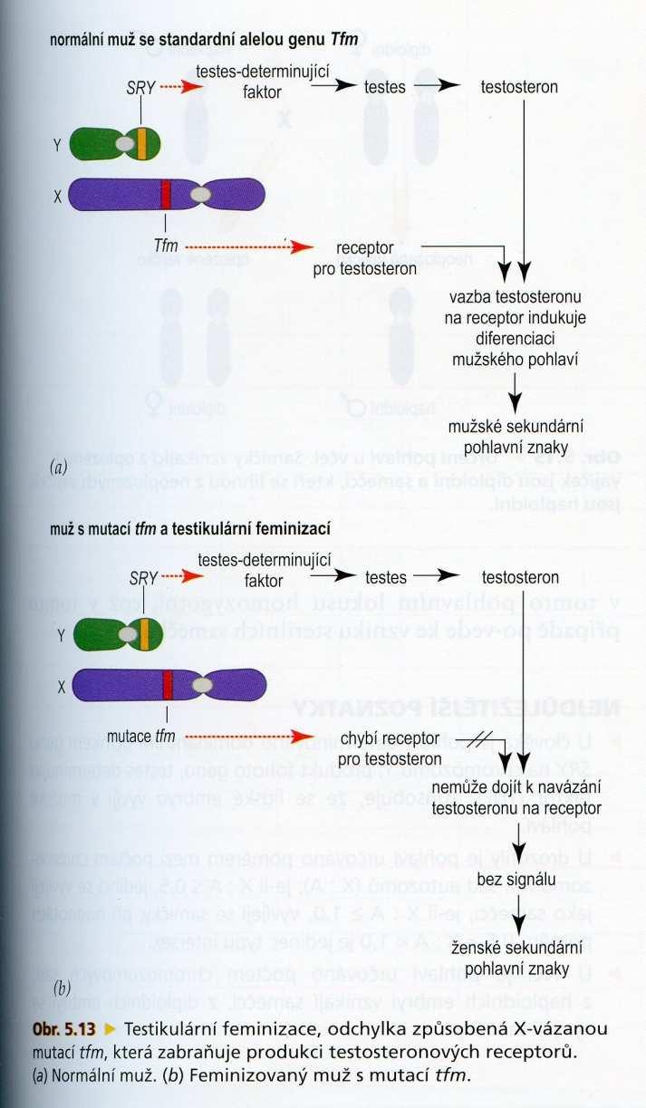 46,XYfemale další možnosti vzniku delece či mutace genu Tfm na chromosomu X kóduje receptory pro testosteron rezistence cílových orgánů k androgenům (SRY gen přítomen a je