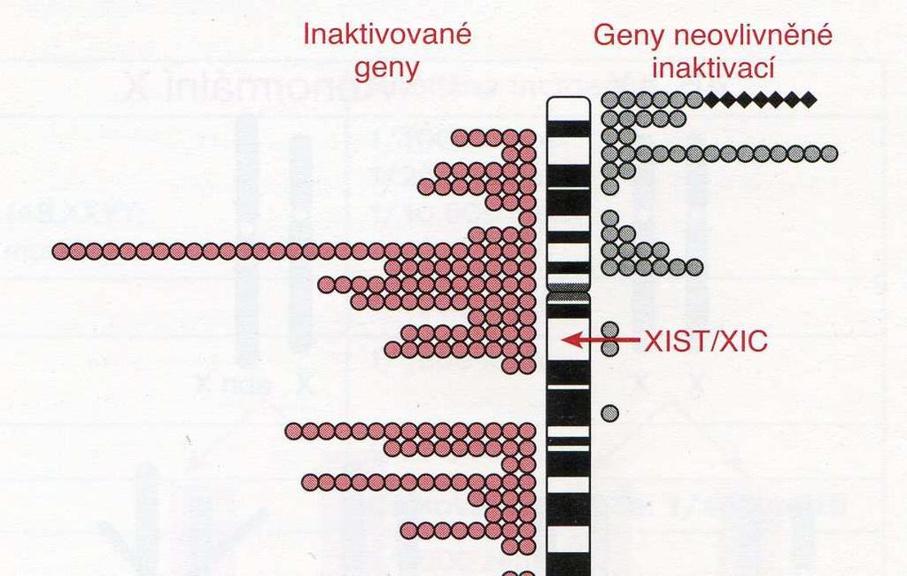 CHROMOSOM X na inaktivovaném X chromosomu je inaktivována většina genů, ale některé zůstávají aktivní (10 15% genů), k jejich přepisu dochází na inaktivovaném i