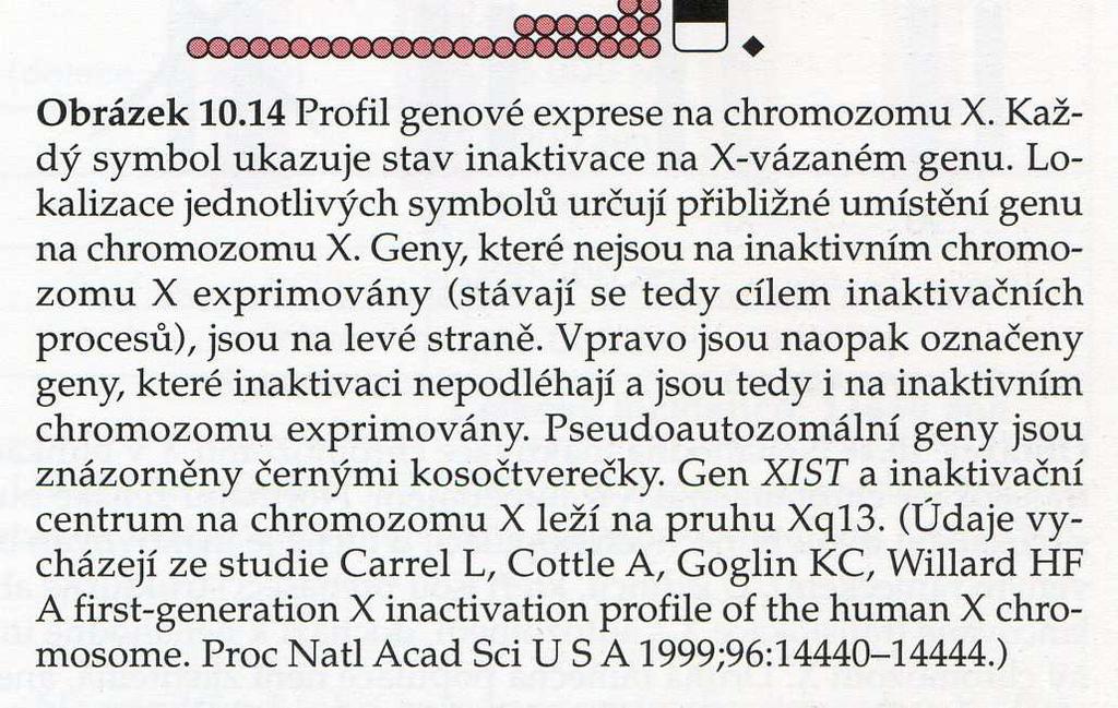 mimo ně), které jsou u žen exprimovány ve vyšší míře než u mužů) - klinický význam vysvětlení fenotypu Turnerova syndromu (a dalších abnormalit vedoucích k podobnému