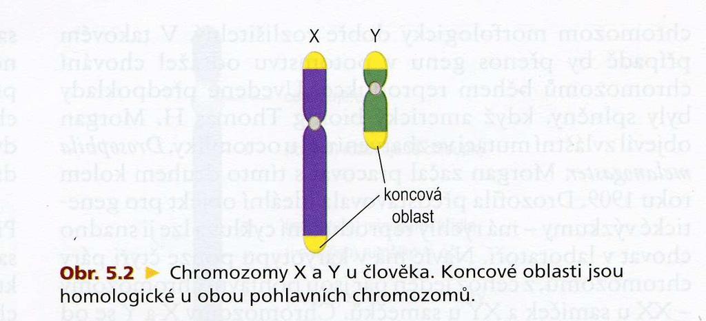 GONOSOMY CHROMOSOMY X, Y Obr.