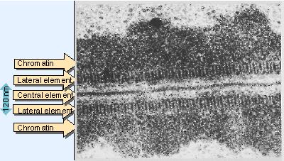 chromosomů v profázi meiózy