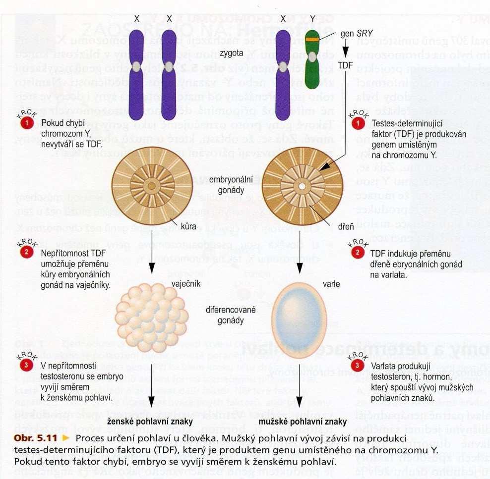 CHROMOSOM Y pohlaví u člověka je určeno přítomností či absencí genu SRY, který