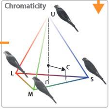 Zajímavost tetrachromáti vidí 4 barvy RGBU U vyšší při rozmnožování u ptáků (Zebřička